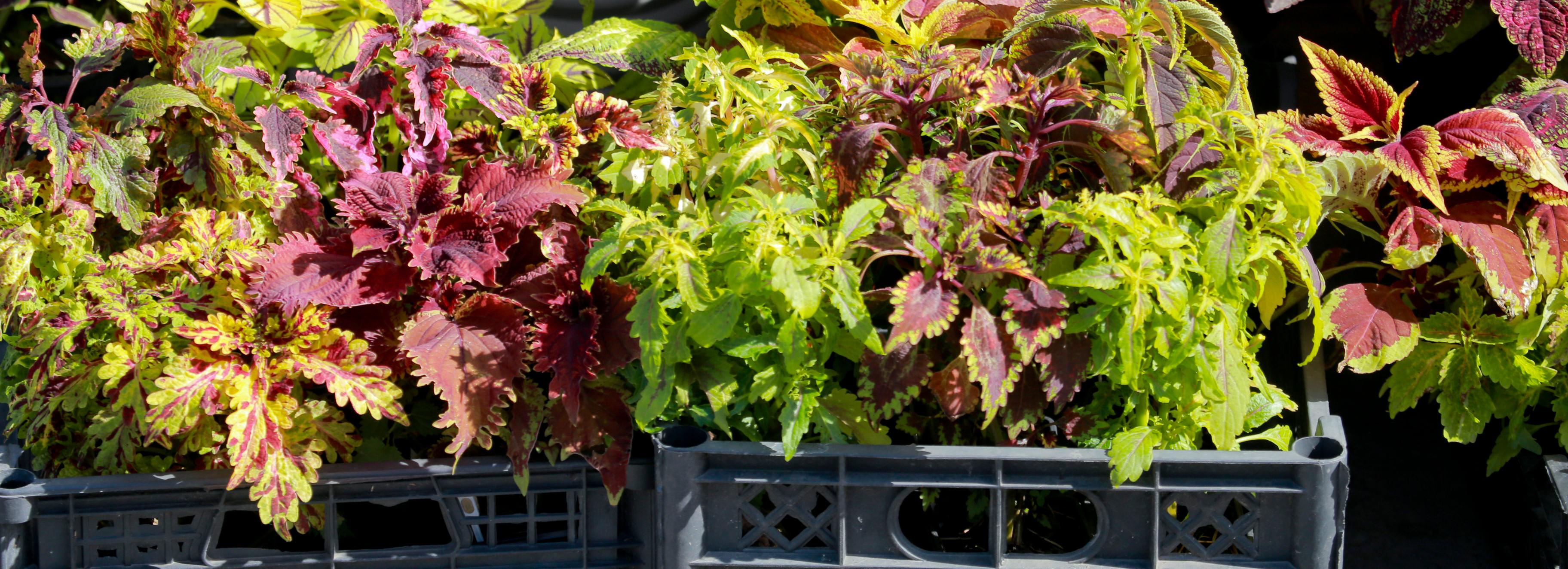 Ярмарку для садоводов и огородников перенесли на Октябрьский рынок