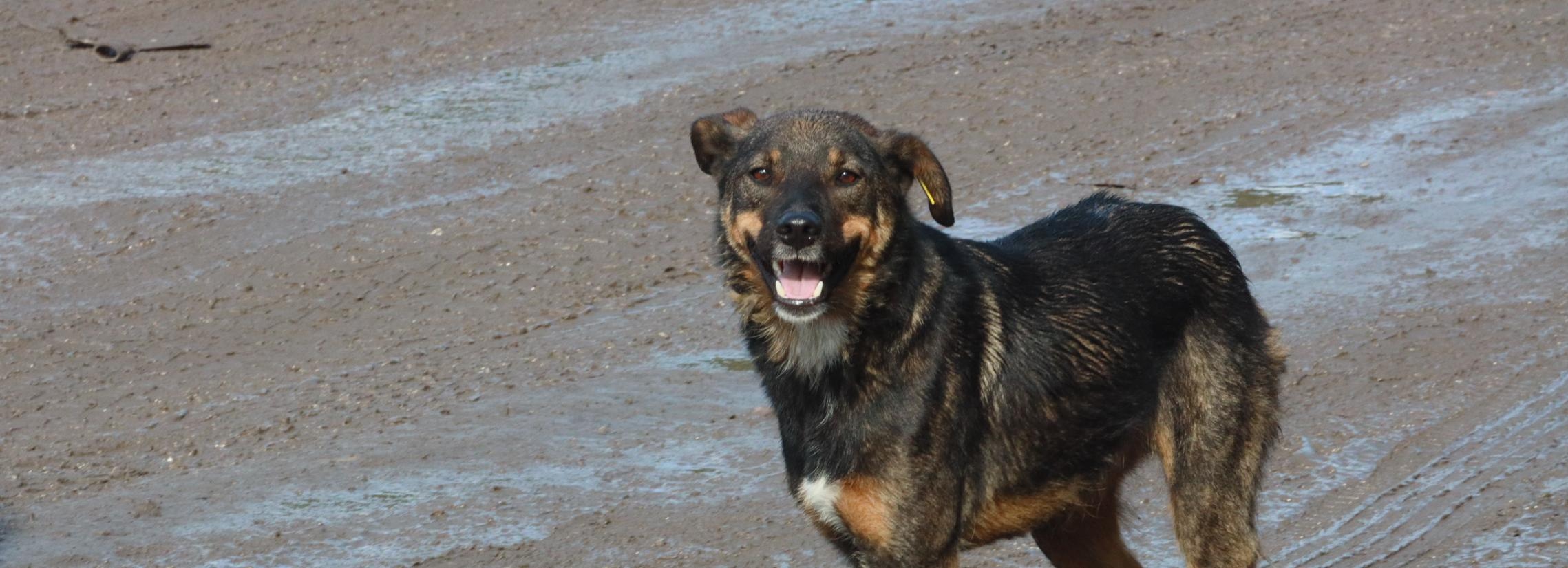 Приют на 128 будок для агрессивных собак строят под Новосибирском