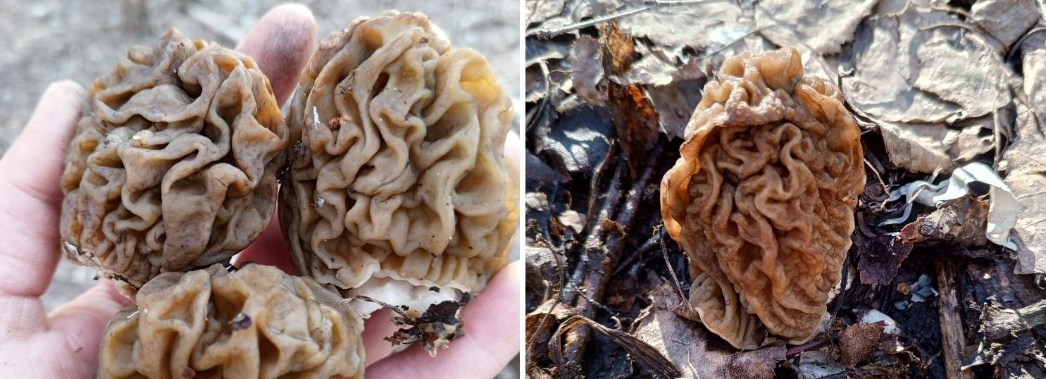 Новосибирцы открыли грибной сезон: сморчковую шапочку собирают вёдрами