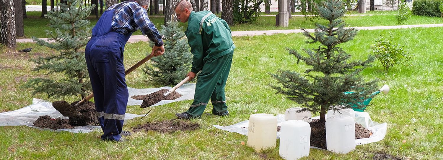 12 голубых елей высадили у ДК «Сибтекстильмаш» в Новосибирске