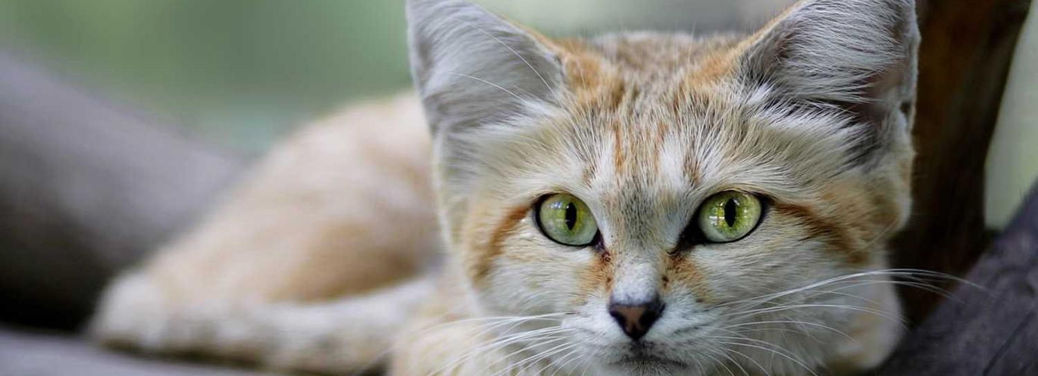 Барханному коту в Новосибирском зоопарке нашли невесту-француженку