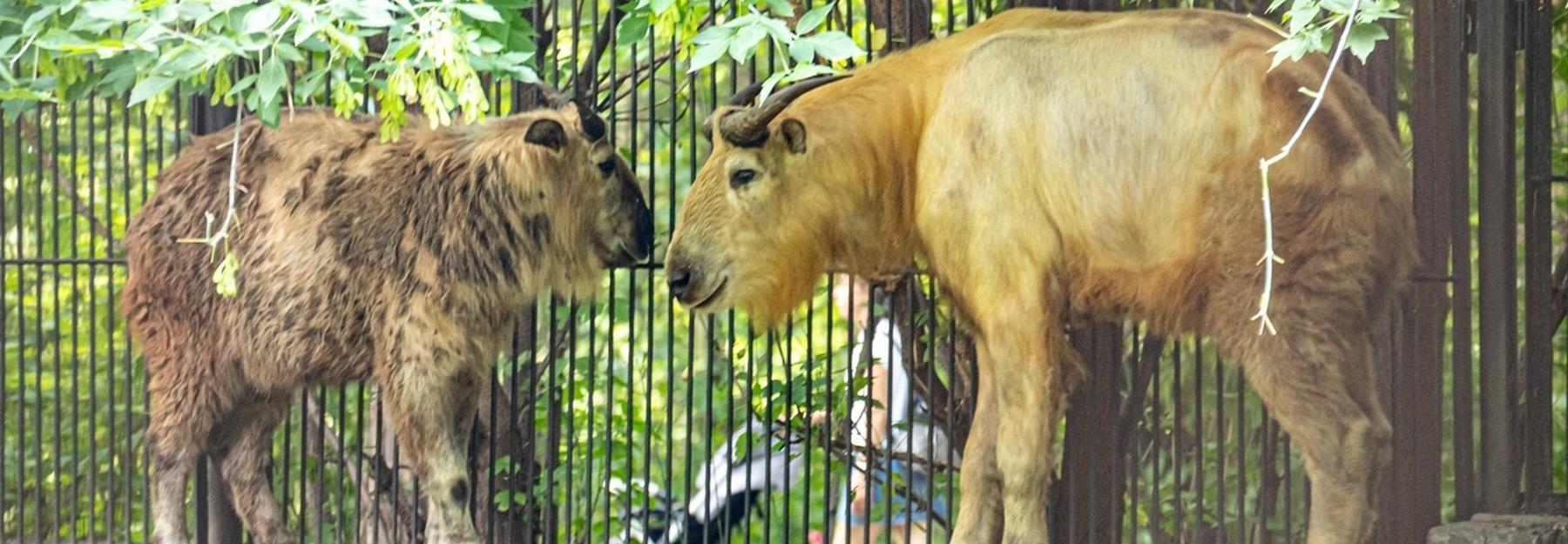 Редкие такины с золотой шерстью поселились в Новосибирском зоопарке