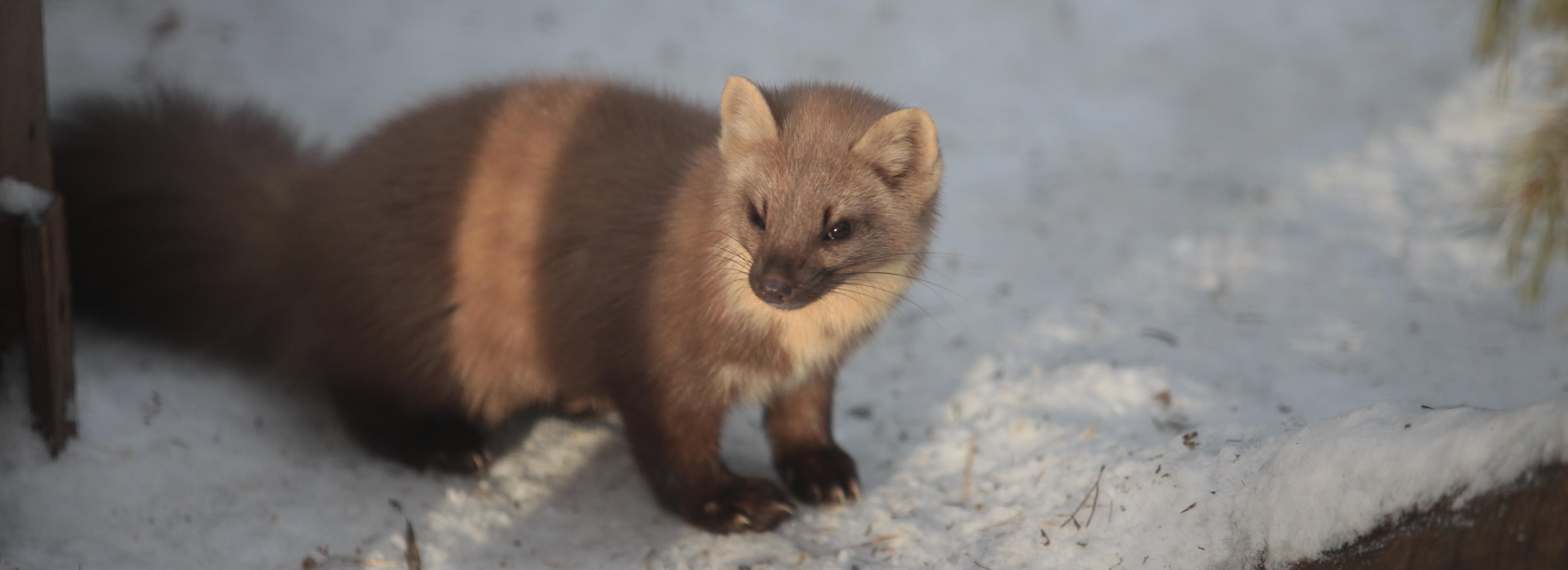 Билеты в Новосибирский зоопарк подорожают до 500 рублей с 1 апреля