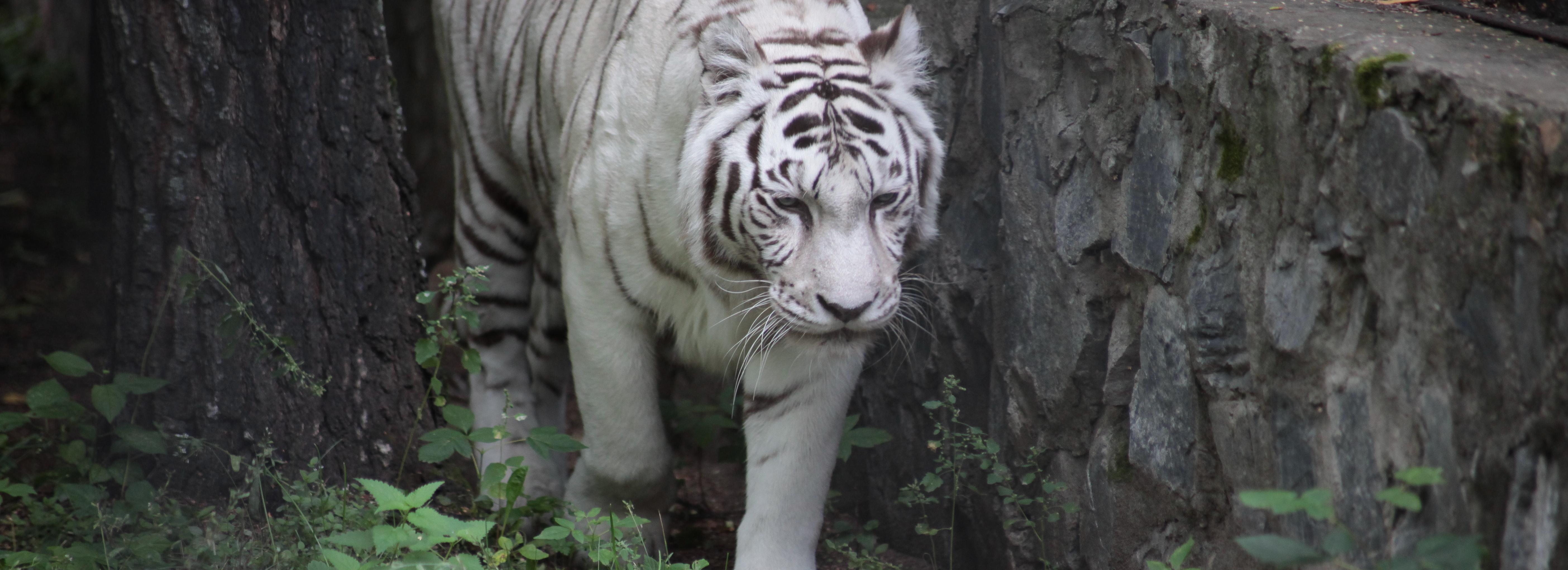 Бесплатные консультации о недвижимости дадут пенсионерам в зоопарке