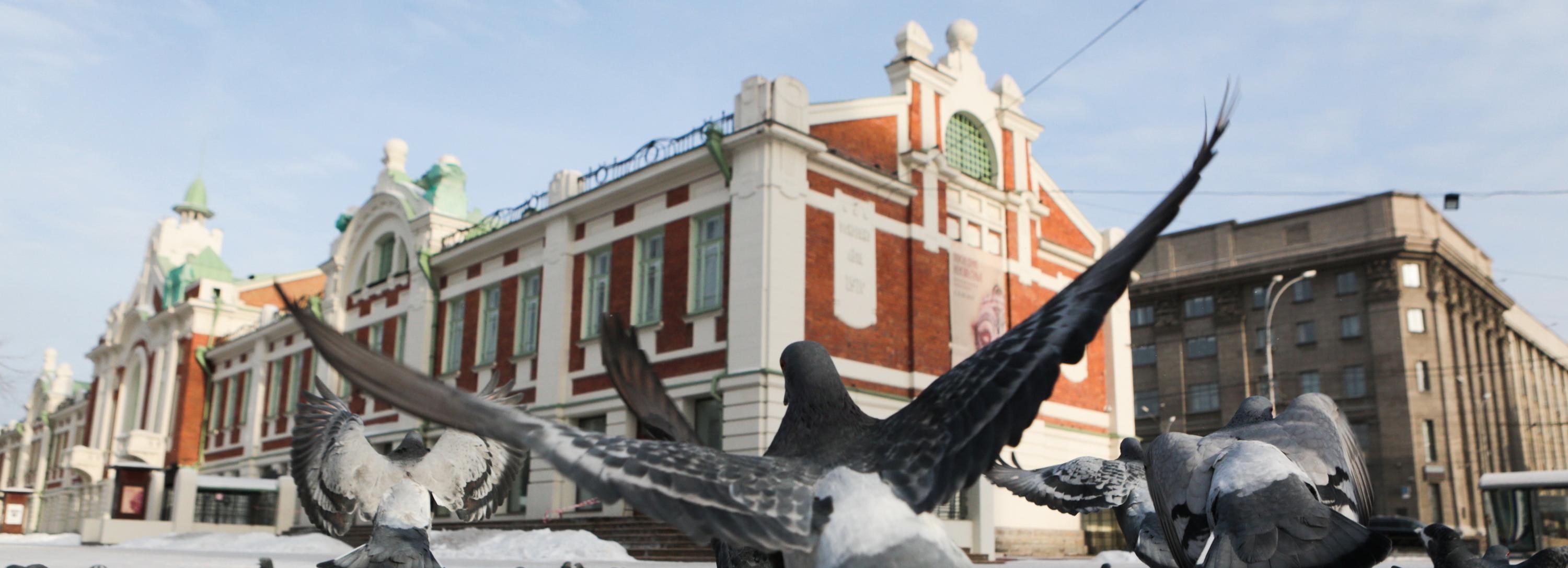 Голубиная мама: стоматолог из Новосибирска лечит больных птиц