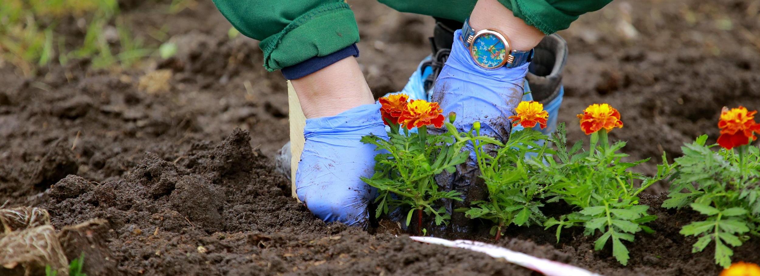 Обновлённые правила благоустройства предлагают обсудить новосибирцам