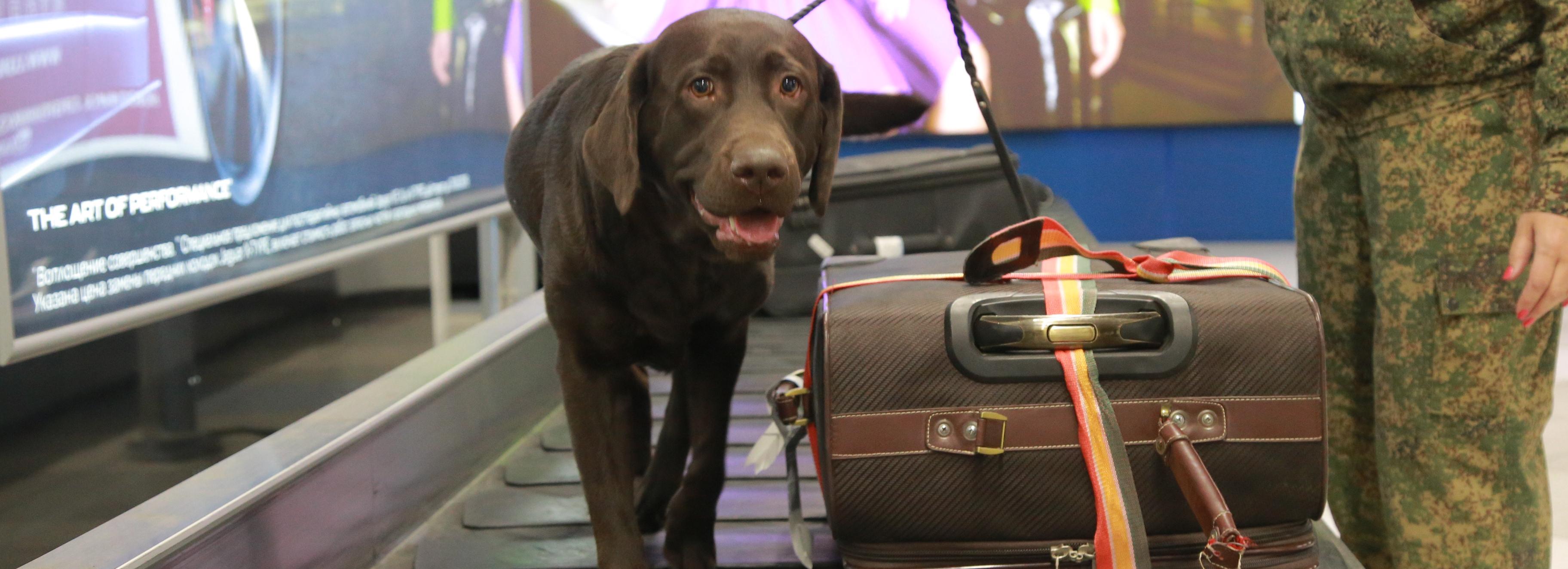 Лабрадор Юна разнюхал доллары в багаже пассажира Толмачёво