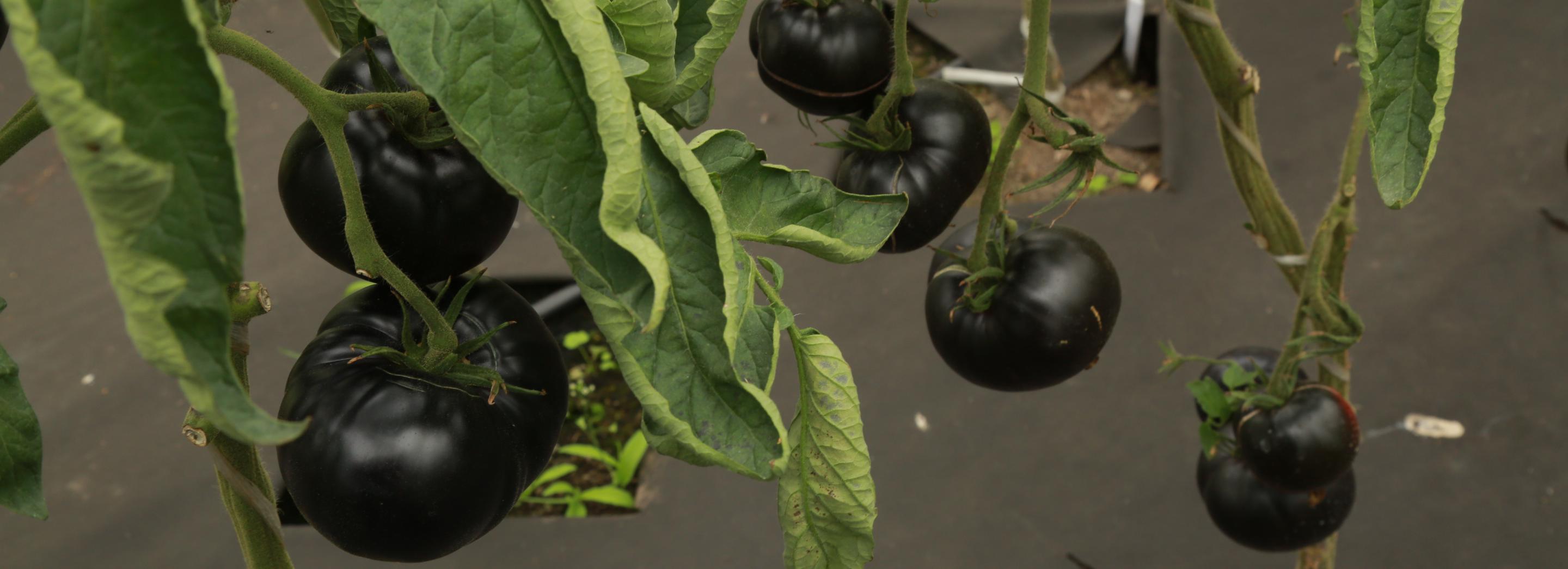 Чёрные помидоры и картошку с фиолетовой мякотью выводят под Новосибирском