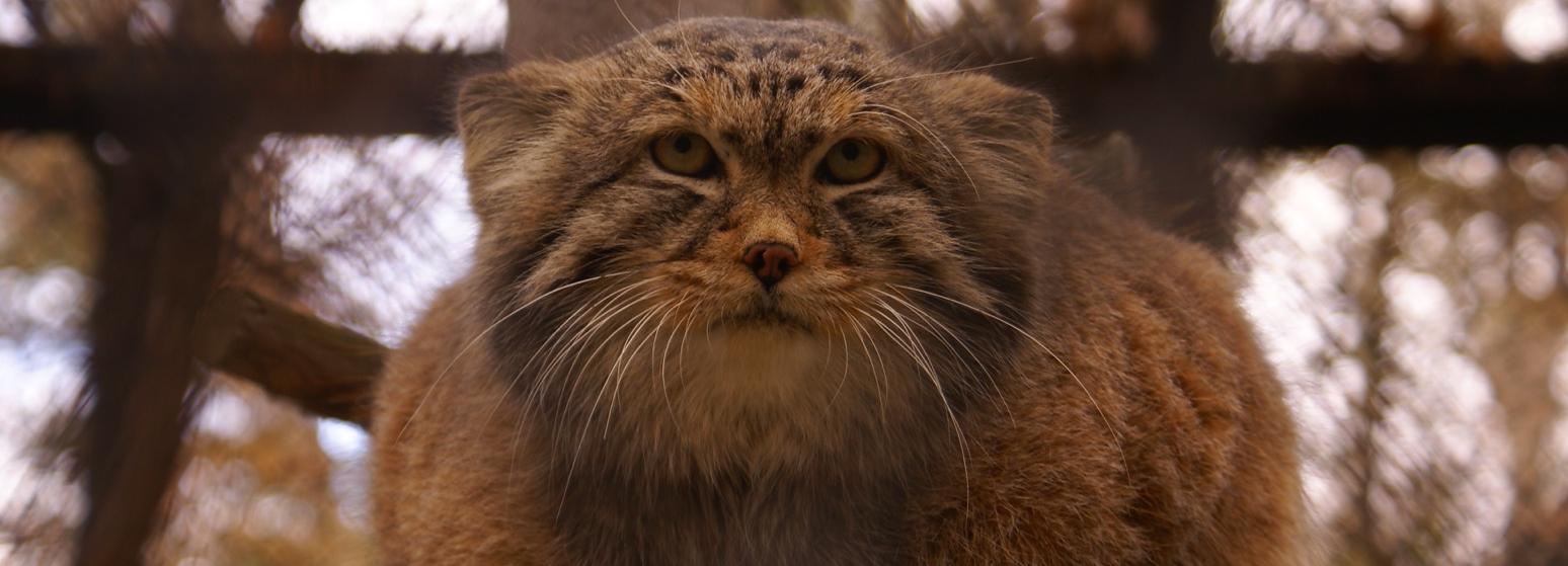 Новосибирский зоопарк отдал чехам двух упитанных котов