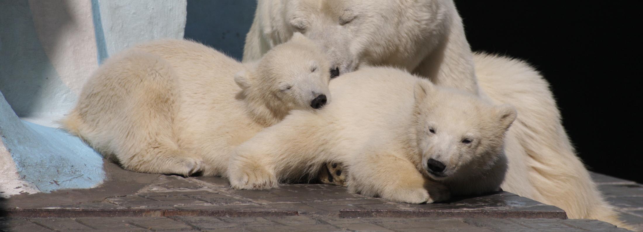 Как белые медвежата греются на солнышке: ничего милее вы ещё не видели