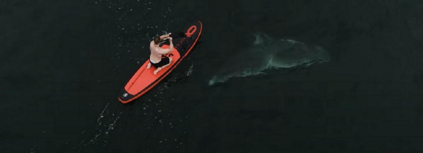 Как люди плавают с китами, показал новосибирский фотограф Вадим Махоров