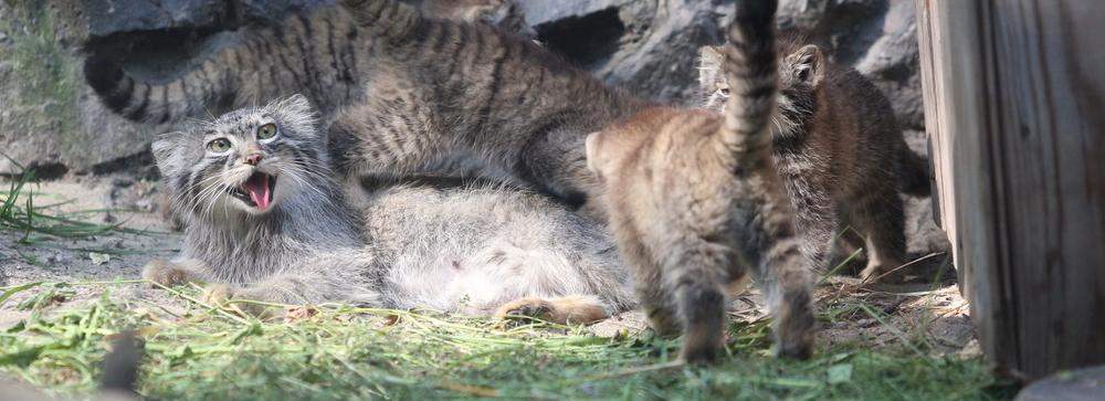 В День манула смотрим на милейшие фотографии из новосибирского зоопарка