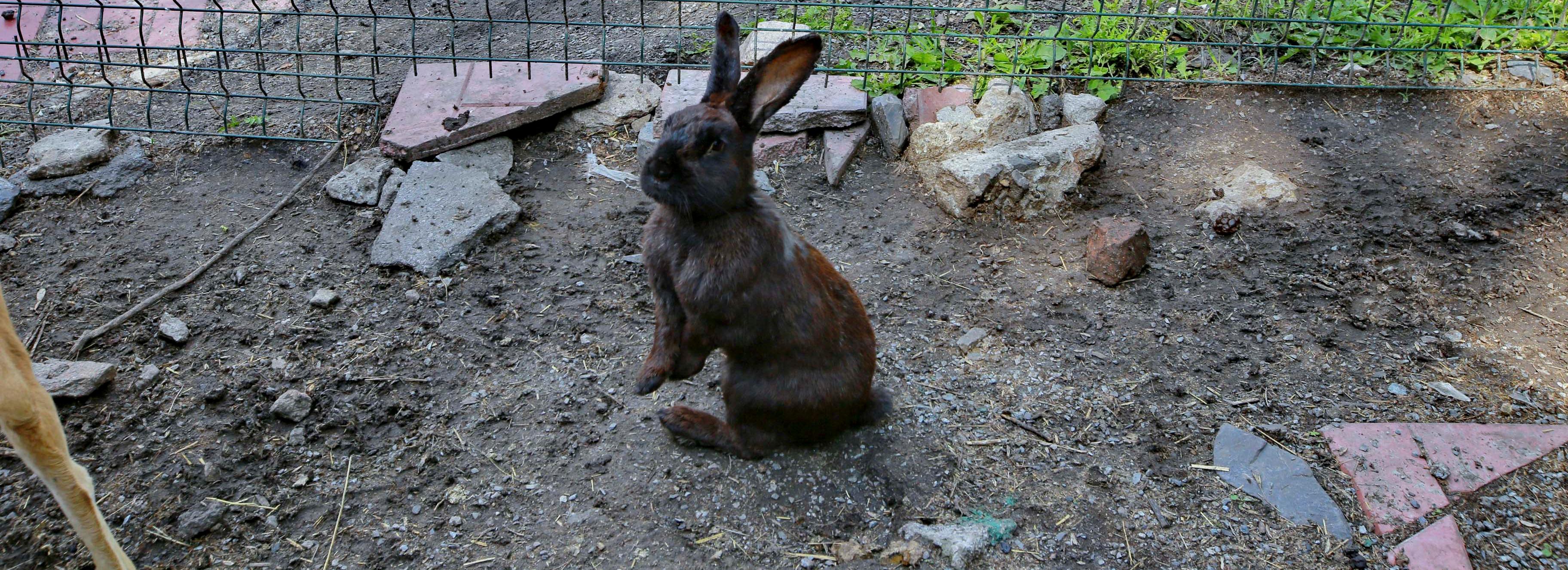 К летнему беби-буму приготовился Новосибирский зоопарк
