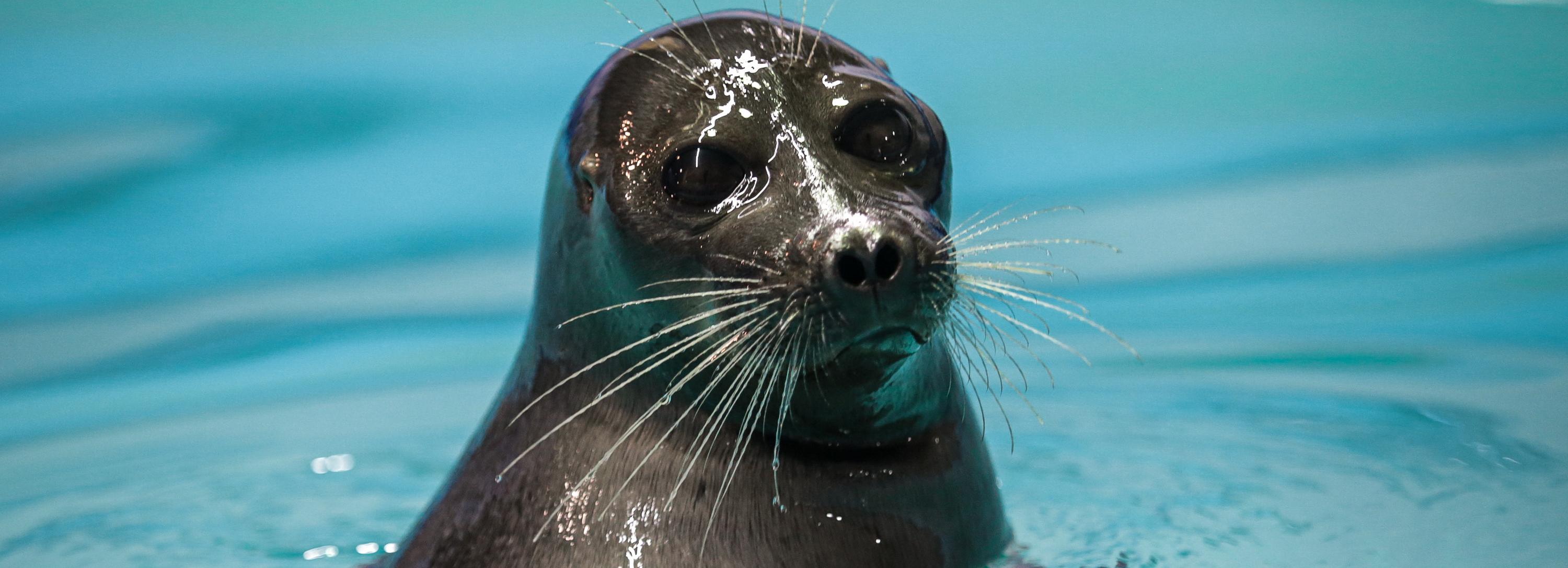 Если вы пропустили: полярное сияние, шлемы из синтепона и поцелуи нерп