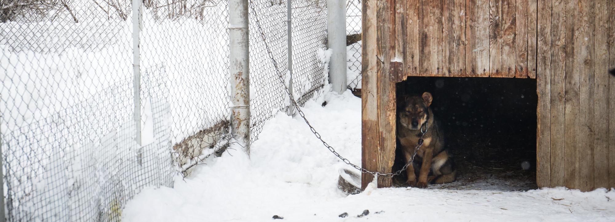 Каждый день в Новосибирске находят хозяев одному бродячему животному
