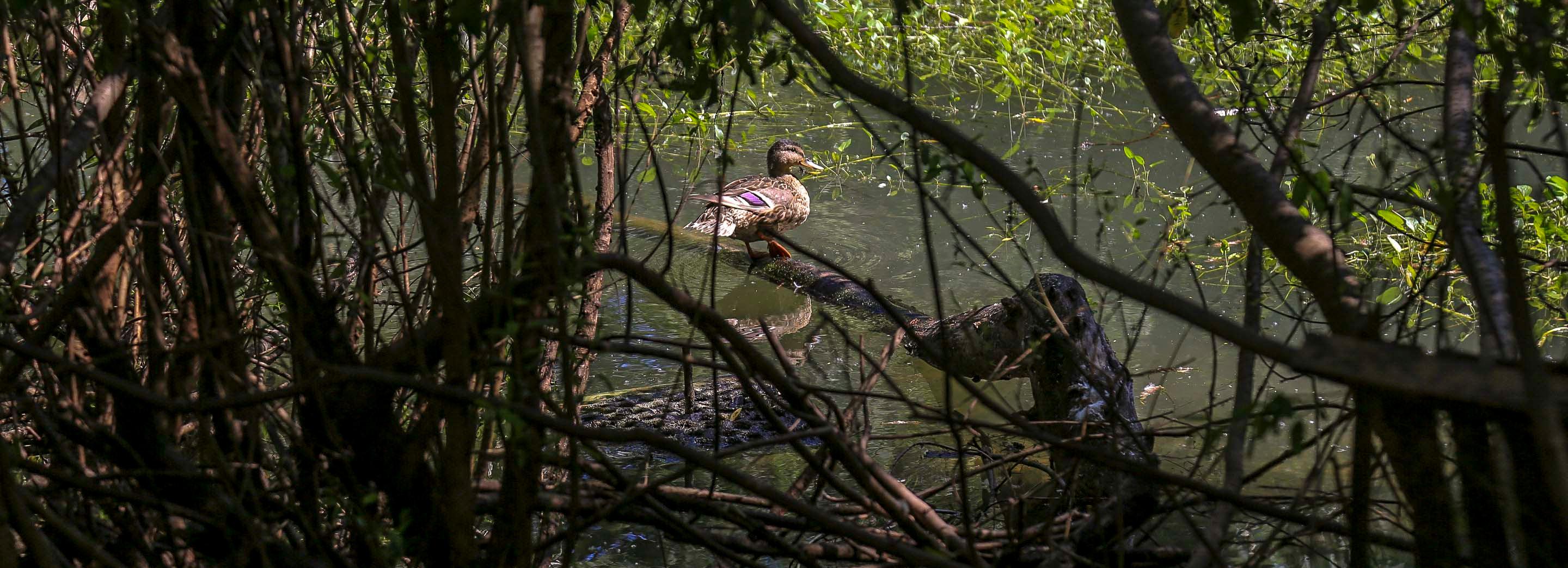 Набережная на Чемском лидирует в зелёном голосовании в Новосибирске
