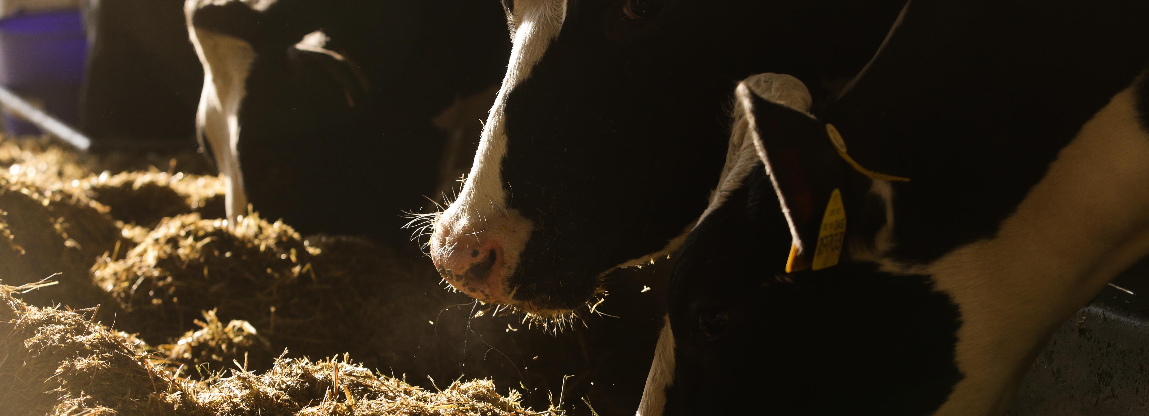 Карантин по бешенству ввели в двух районах Новосибирской области