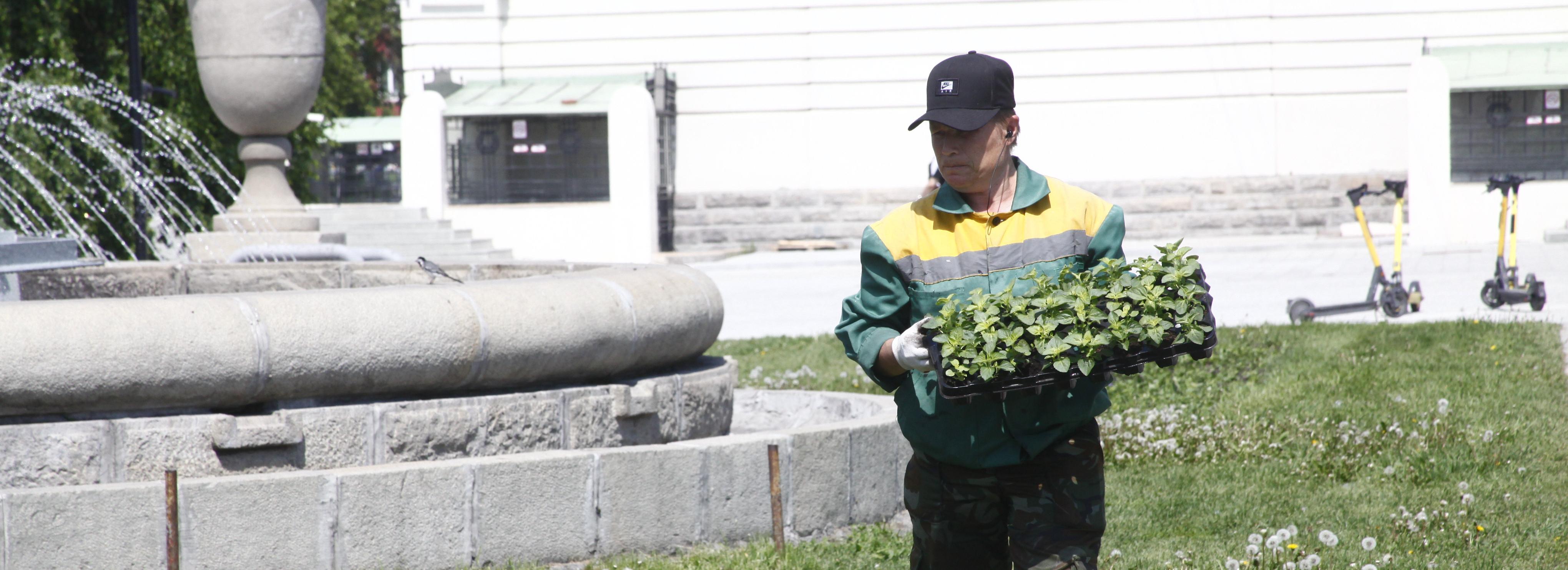 Ажурные кочаны и лиловые волны: уличные клумбы расцветут ко Дню города