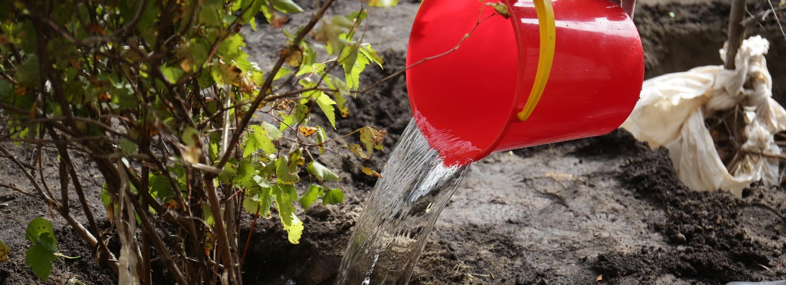 Пять миллионов деревьев высадили за год в Новосибирской области