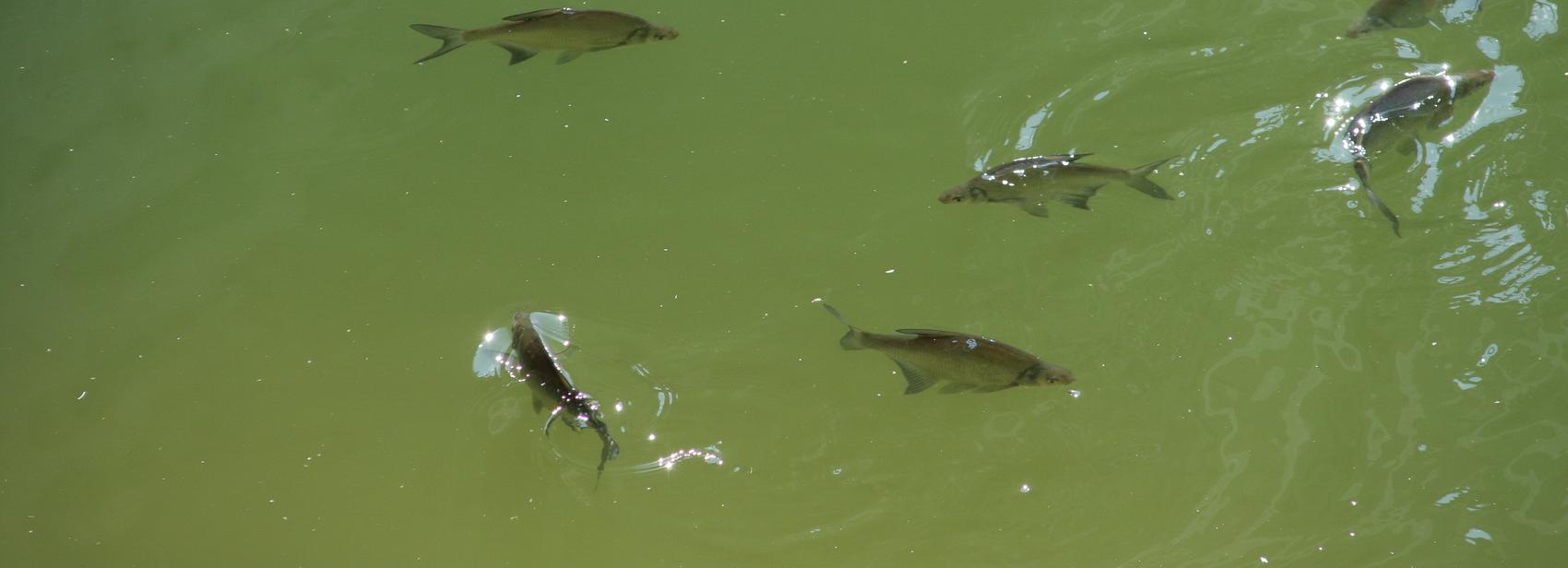 После гибели рыбы в Новосибирске ужесточат законы для ассенизаторов