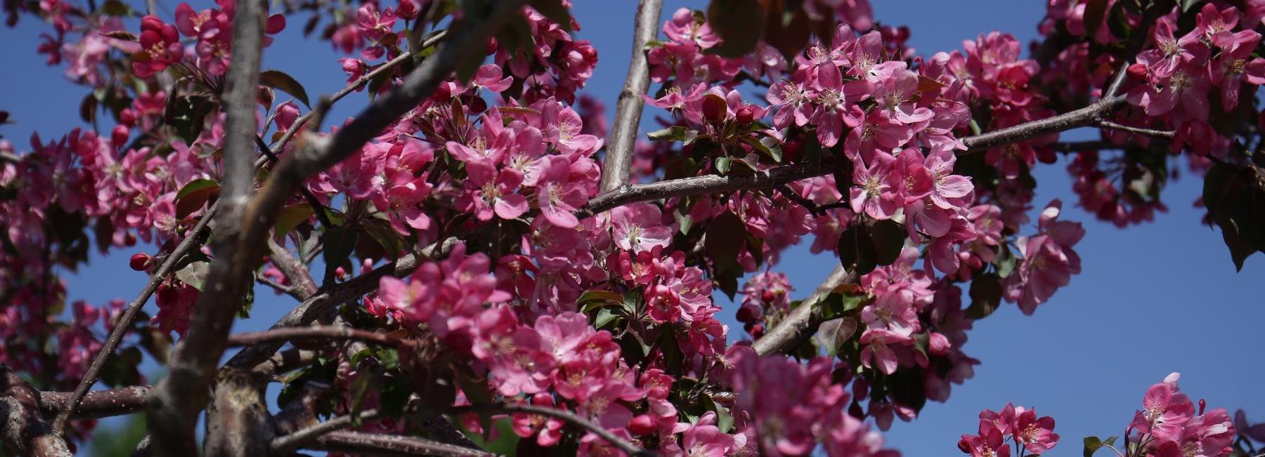 38 яблонь высадят в Новосибирске за счёт продажи пакетов в магазинах