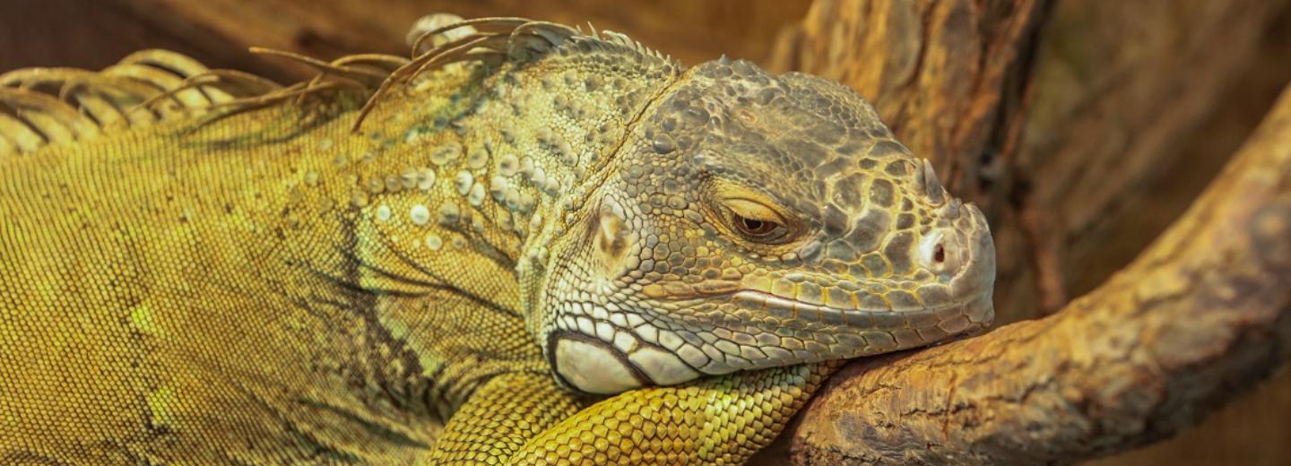 Спрос на живых ящериц в Новосибирске подскочил к Году Дракона