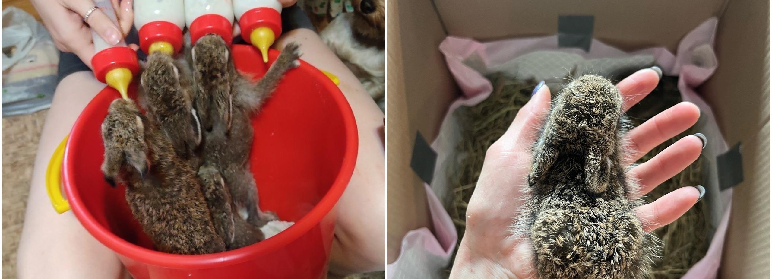 Волонтёры выкормили семейство зайчат и выпустили их в лес