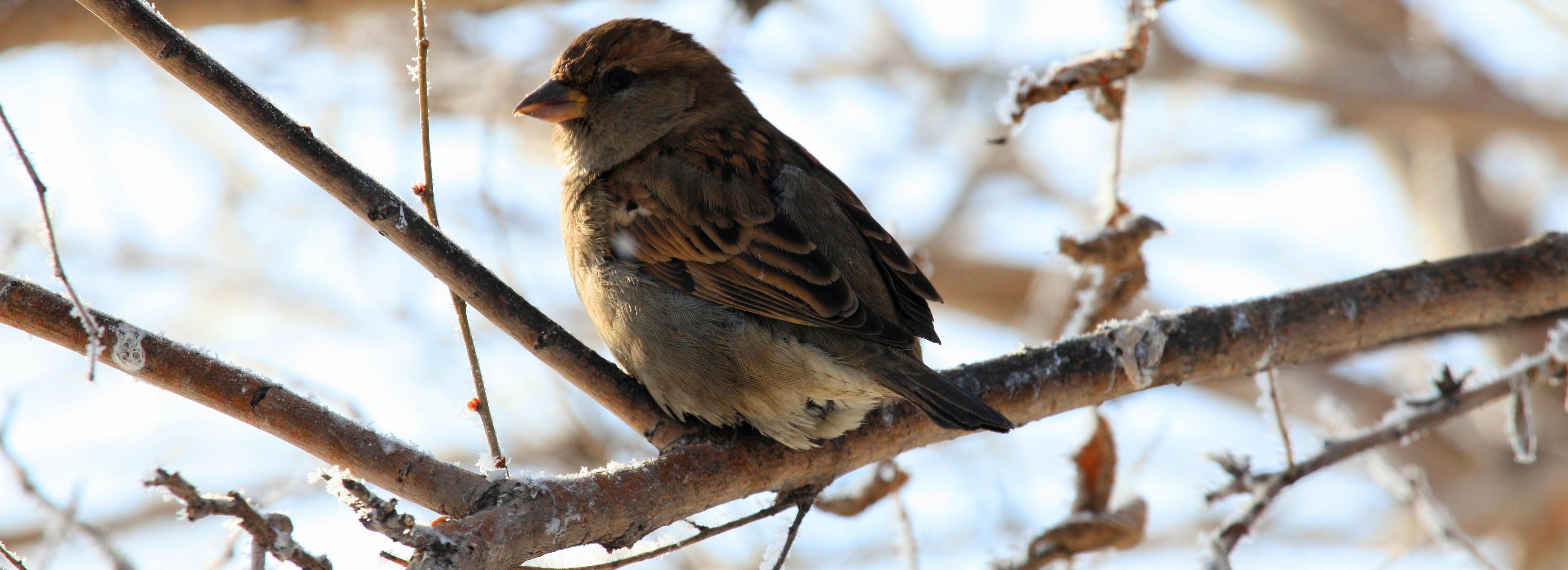 РЭС оснастит птицезащитными устройствами новосибирские заказники