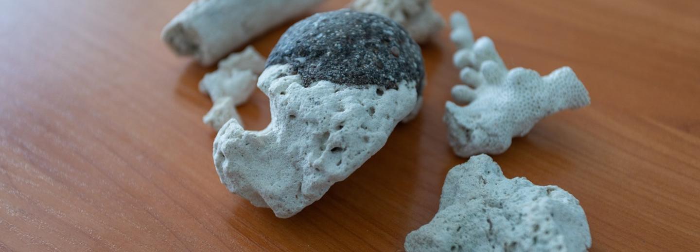 Изъятые у туристов в Толмачёво кораллы передали в Тувинский университет