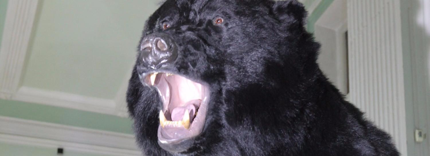 Медведь второй год задирает овец у села под Новосибирском