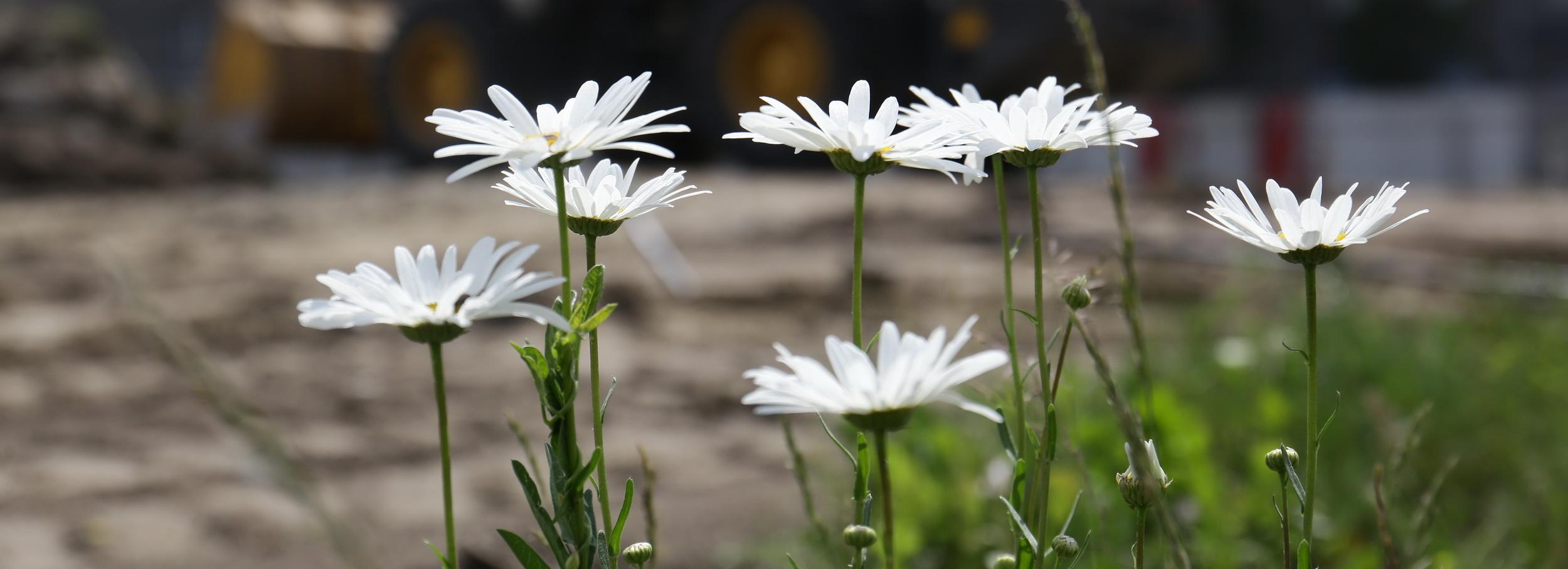 Аптечная ромашка и лён зацветут этим летом на клумбах Новосибирска