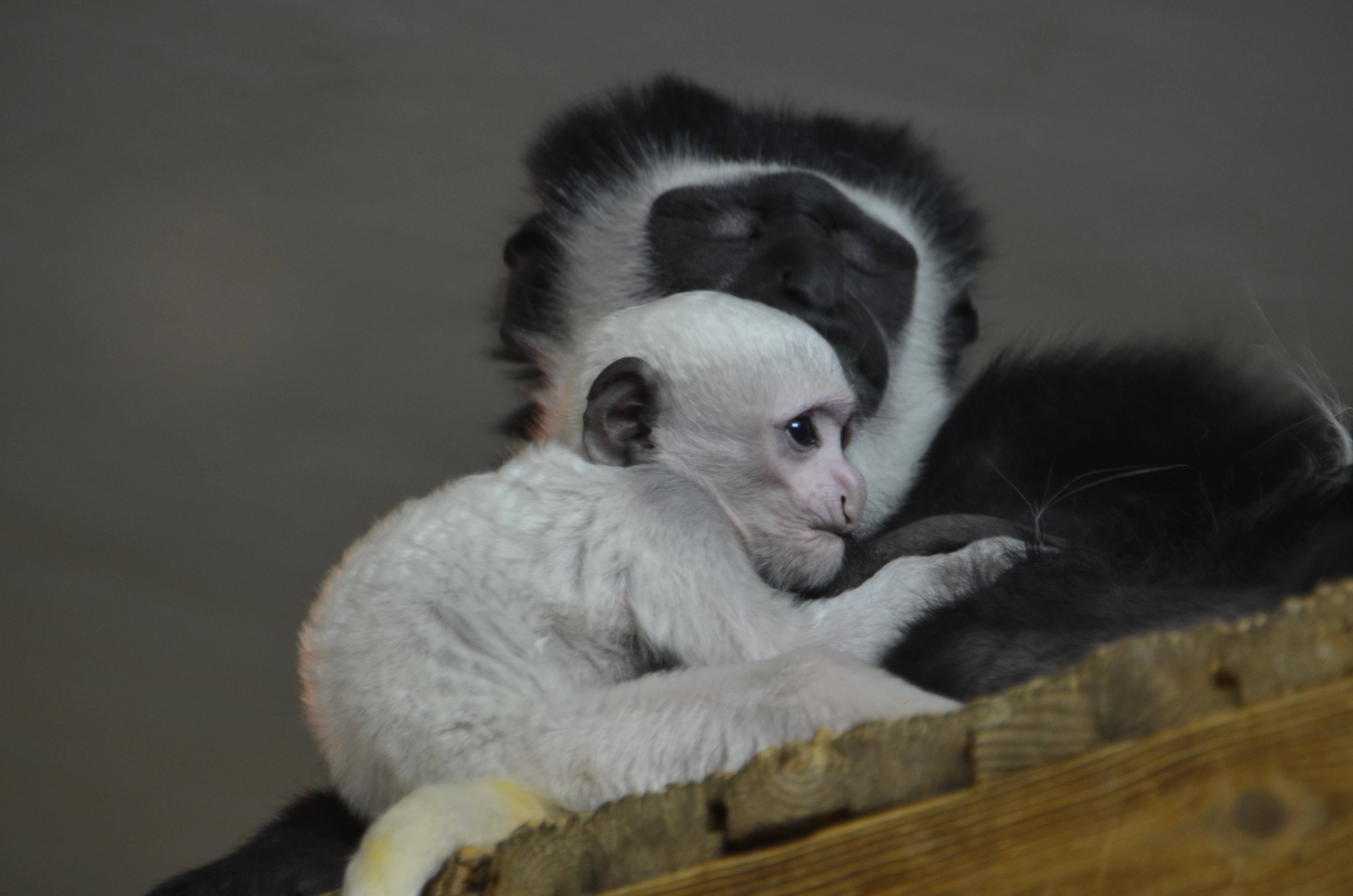 Милая белоснежная обезьянка родилась в Новосибирском зоопарке
