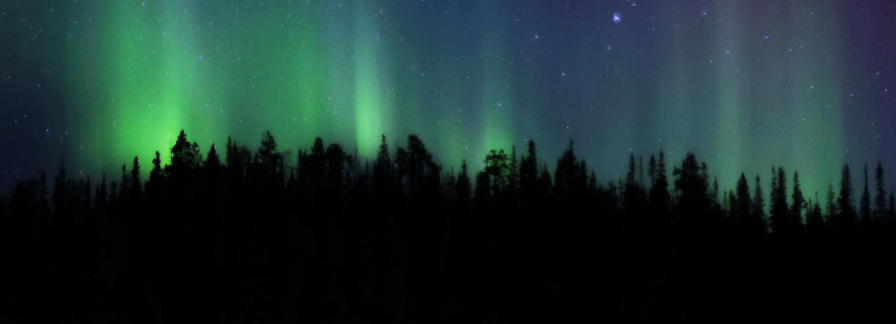 Первозданный лес и нетронутую красоту покажет новосибирцам музей природы