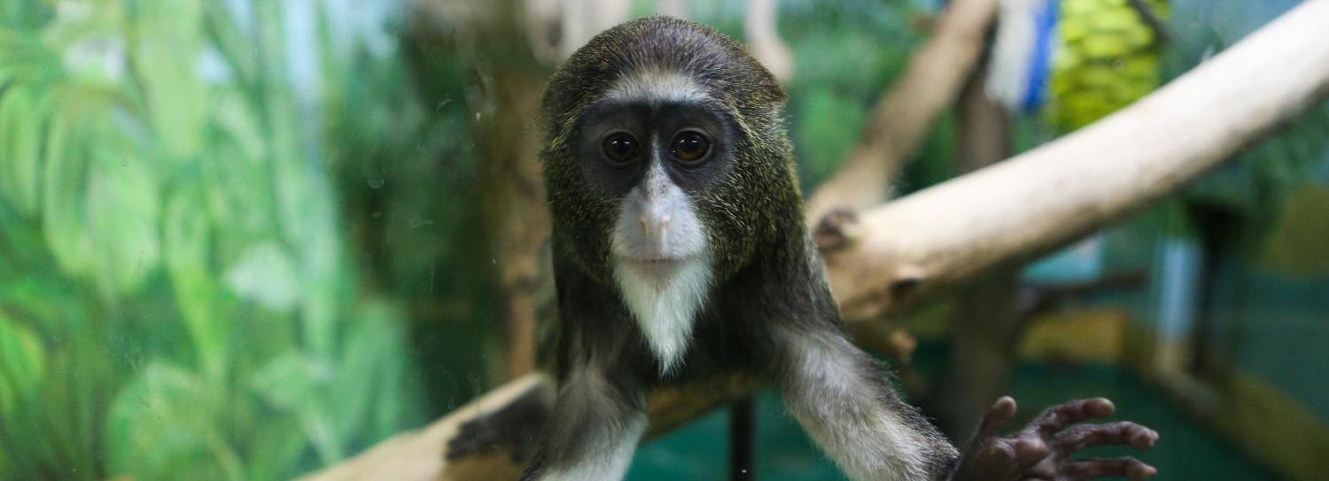 Бесплатный вход в зоопарк для пенсионеров продлили до 27 апреля