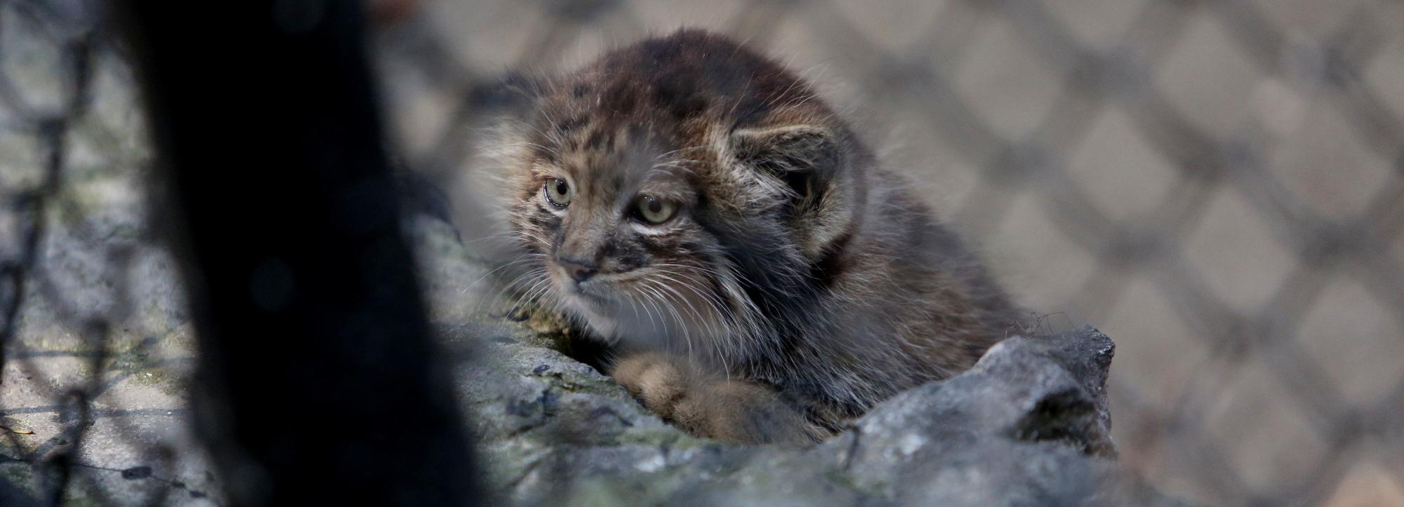 Пол пятерых котят-манулов определили в Новосибирском зоопарке