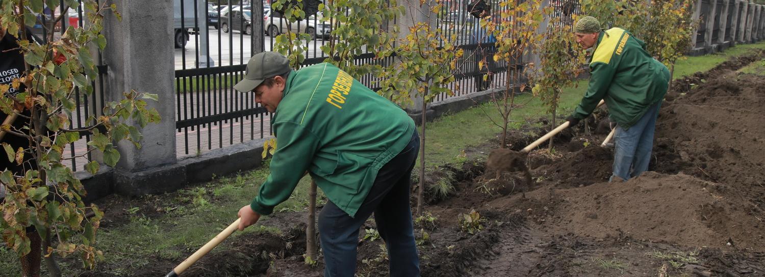 Зачем деревья городам: 5 причин превратить каменные джунгли в зелёный оазис