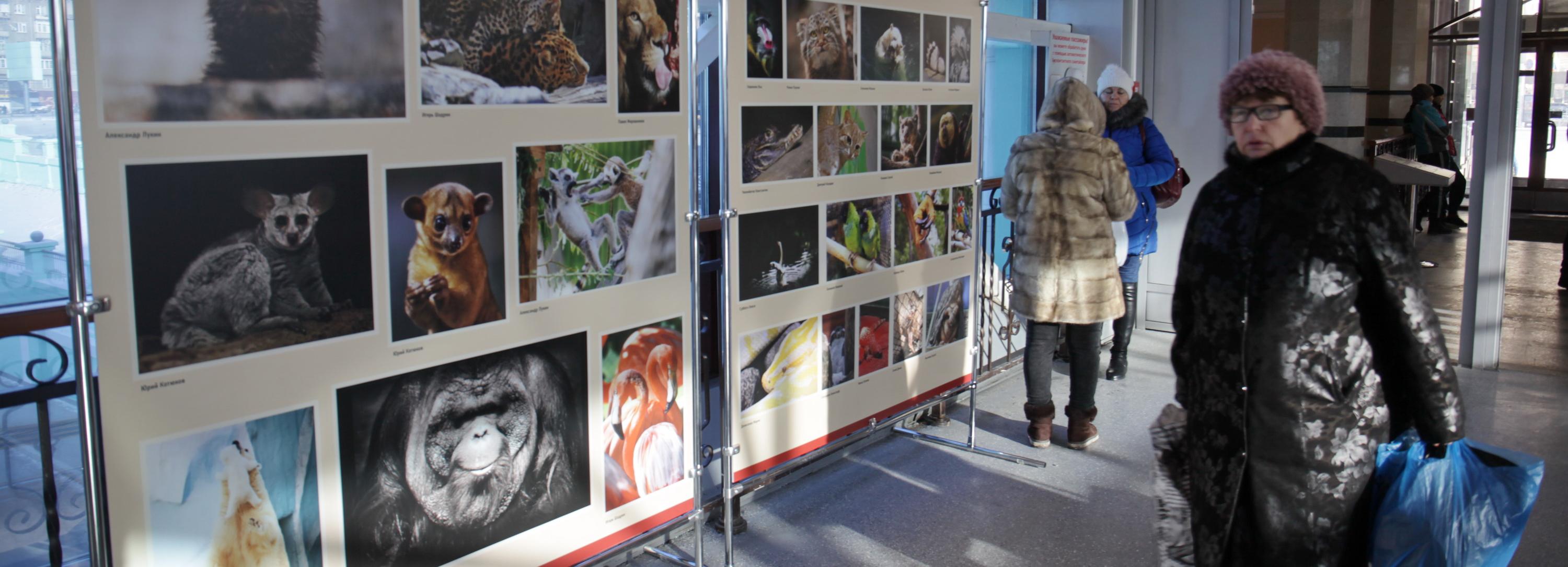 Выставку с портретами животных открыли на вокзале в Новосибирске