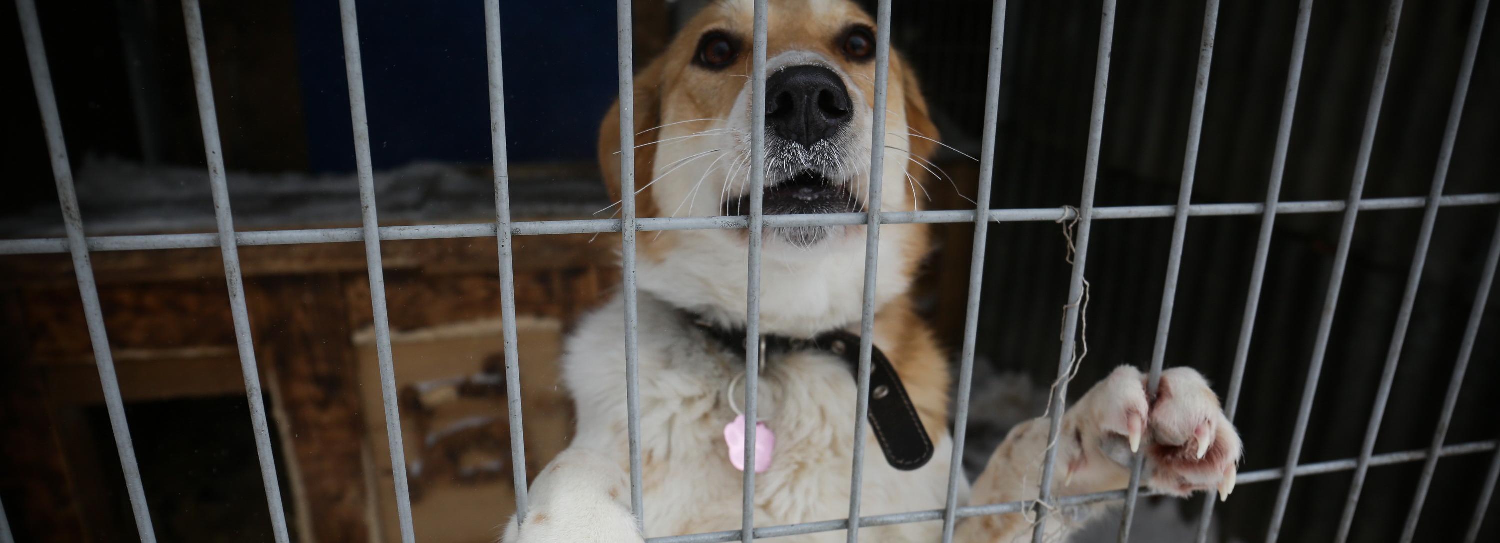 Нянька для стаи: собачий приют в Новосибирске ищет сотрудников