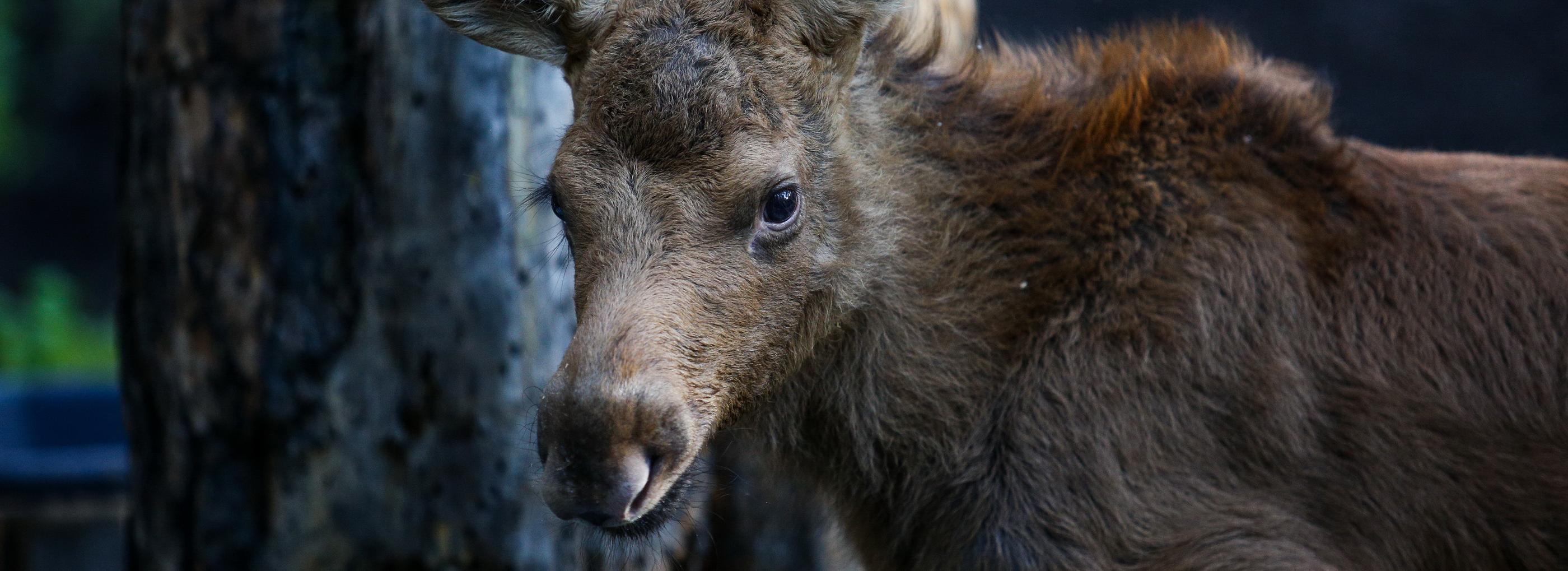 38 лосей погибли от удара об авто на дорогах Новосибирской области