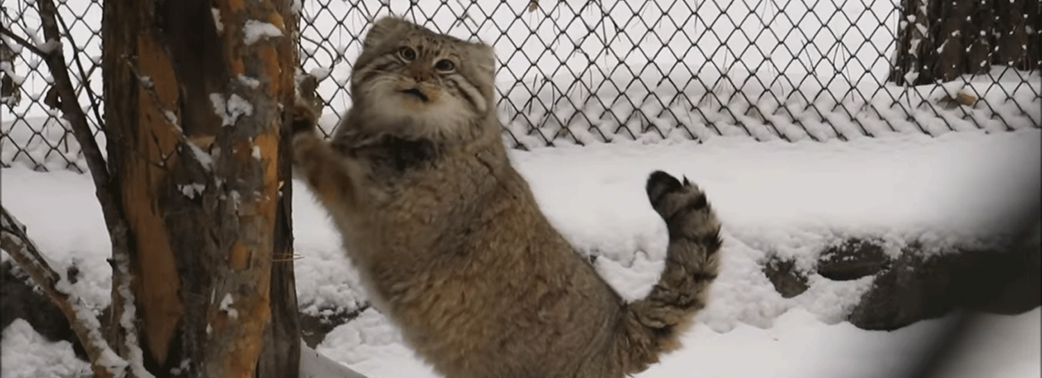 Общительный манул в Новосибирском зоопарке подточил когти на камеру