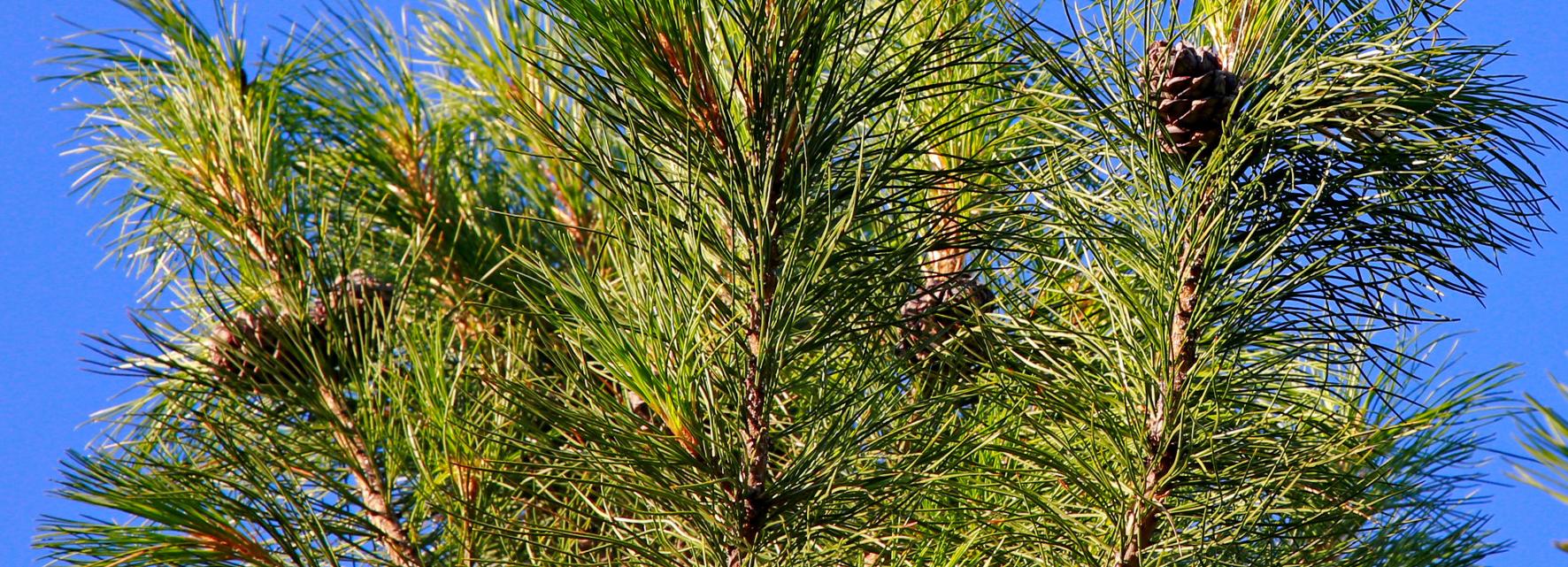 Урожай низкий, но план выполнили: лесники завершили сбор шишек