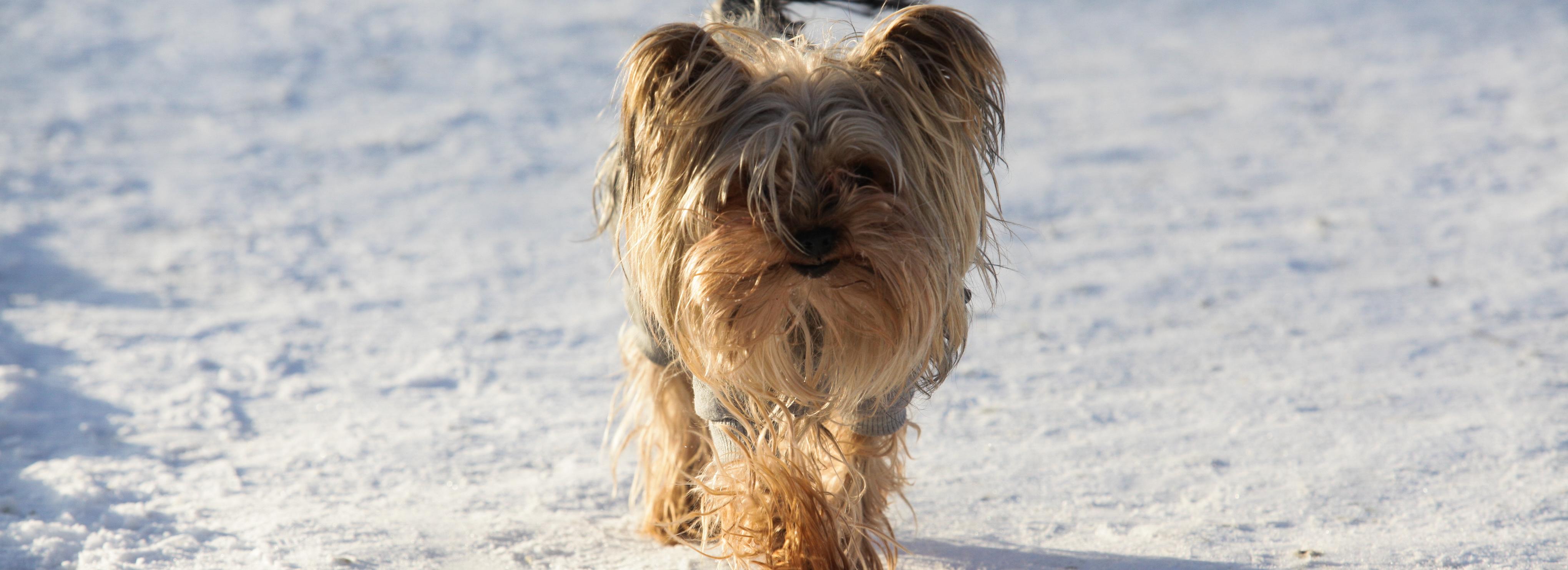 Морозы в Новосибирске не задержатся — синоптики