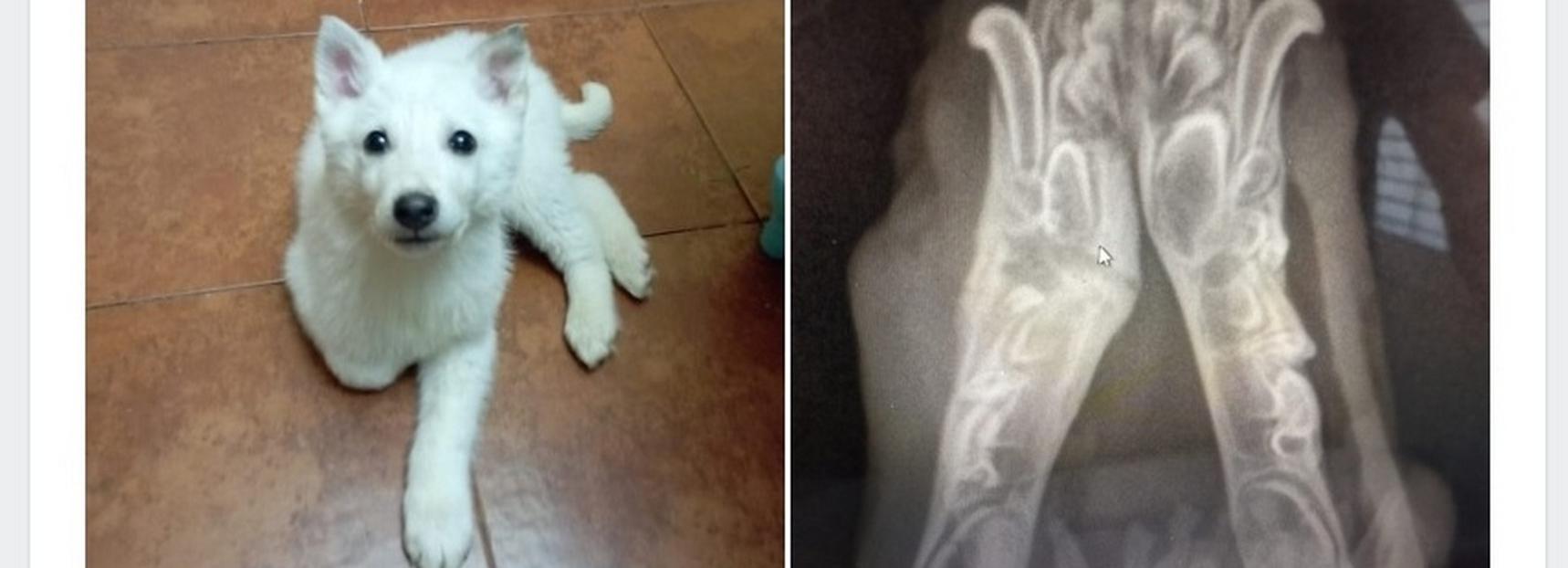 Трёхмесячному щенку Мартину без языка ищут семью в Новосибирске