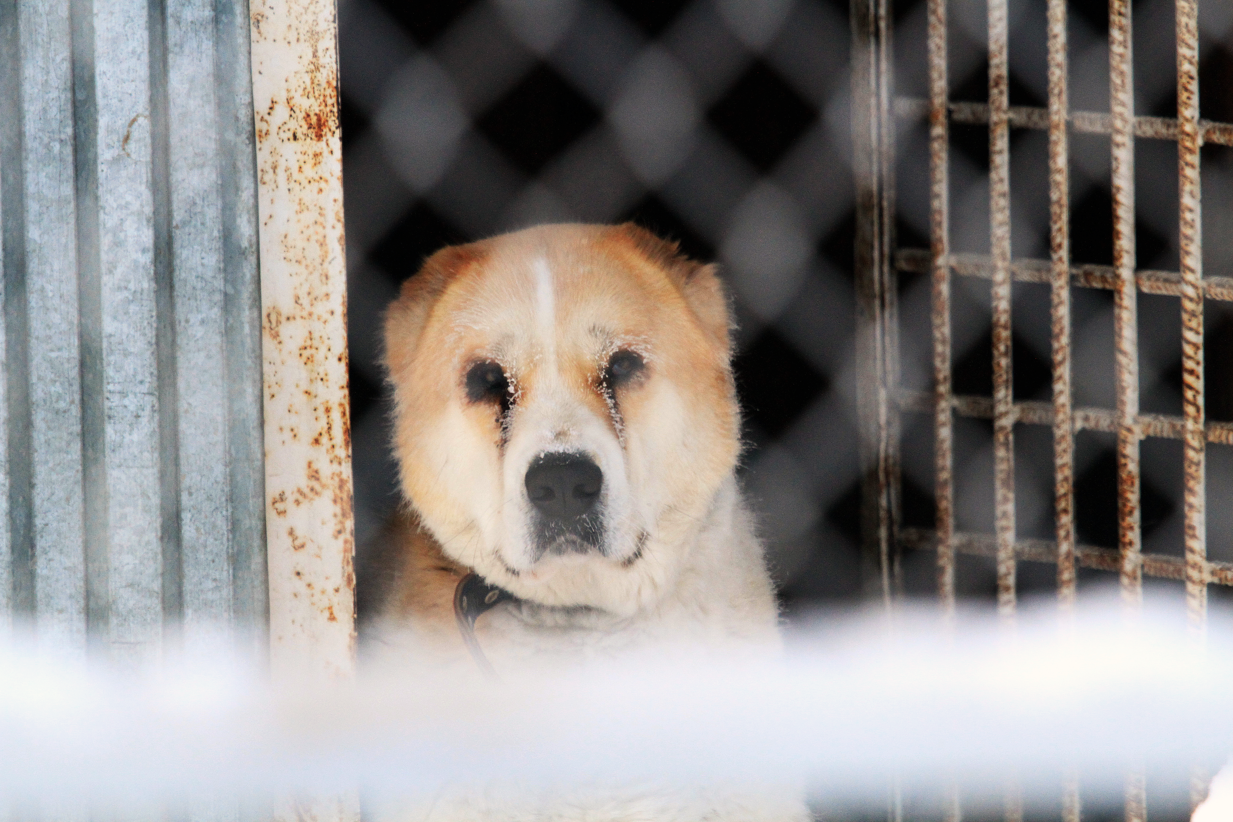 О древнейших собаках расскажут на «Дне хвоста» в Академгородке