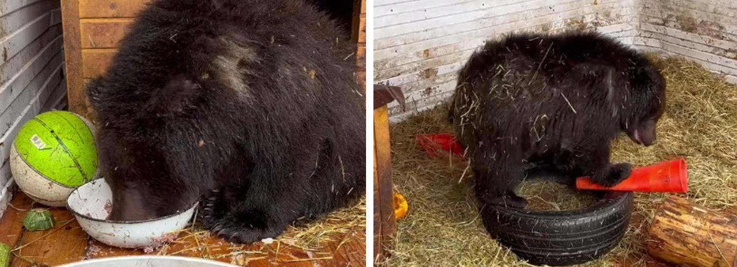 Новосибирских медвежат-сирот отправят на реабилитацию в Ленобласть