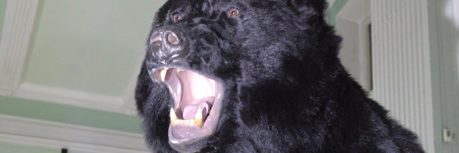 Что делать, если встретил медведя