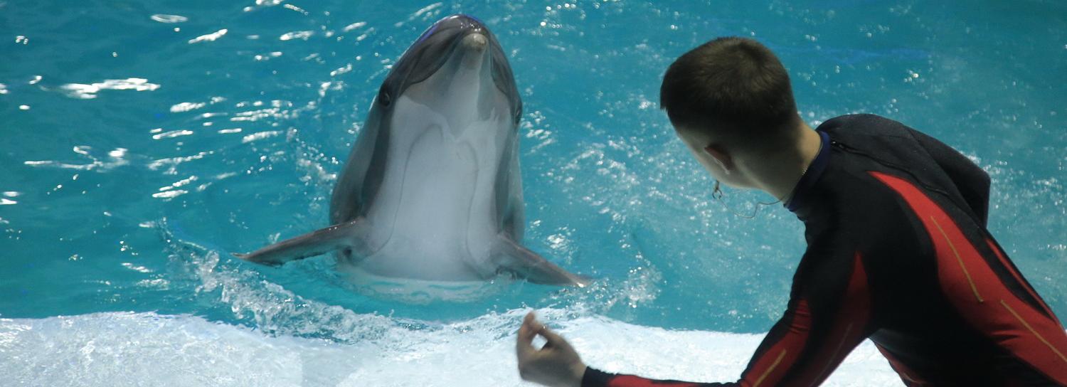 Крупным торговым центрам и дельфинарию разрешили работать в Новосибирске