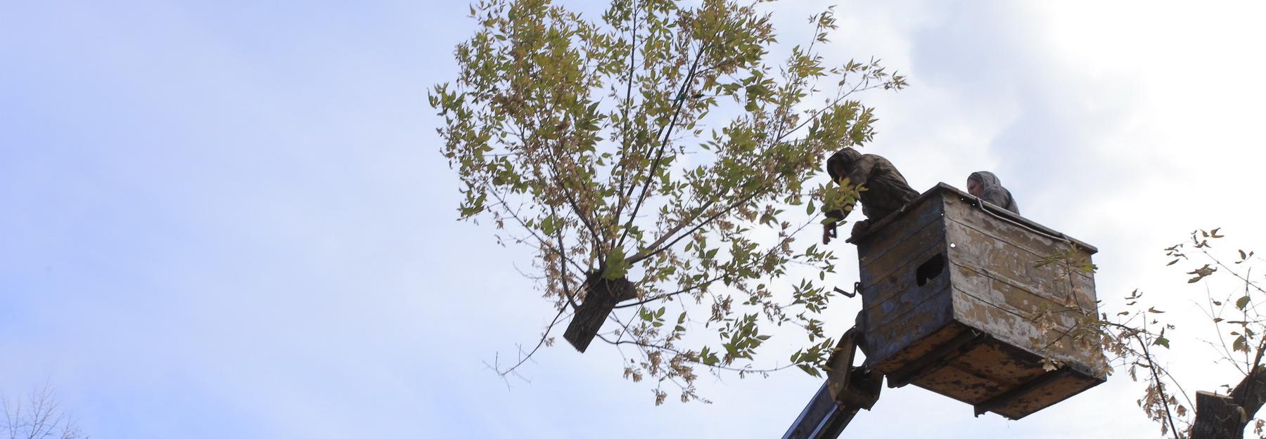 Как рабочие Новосибирска избавляют парки от древних и опасных берёз