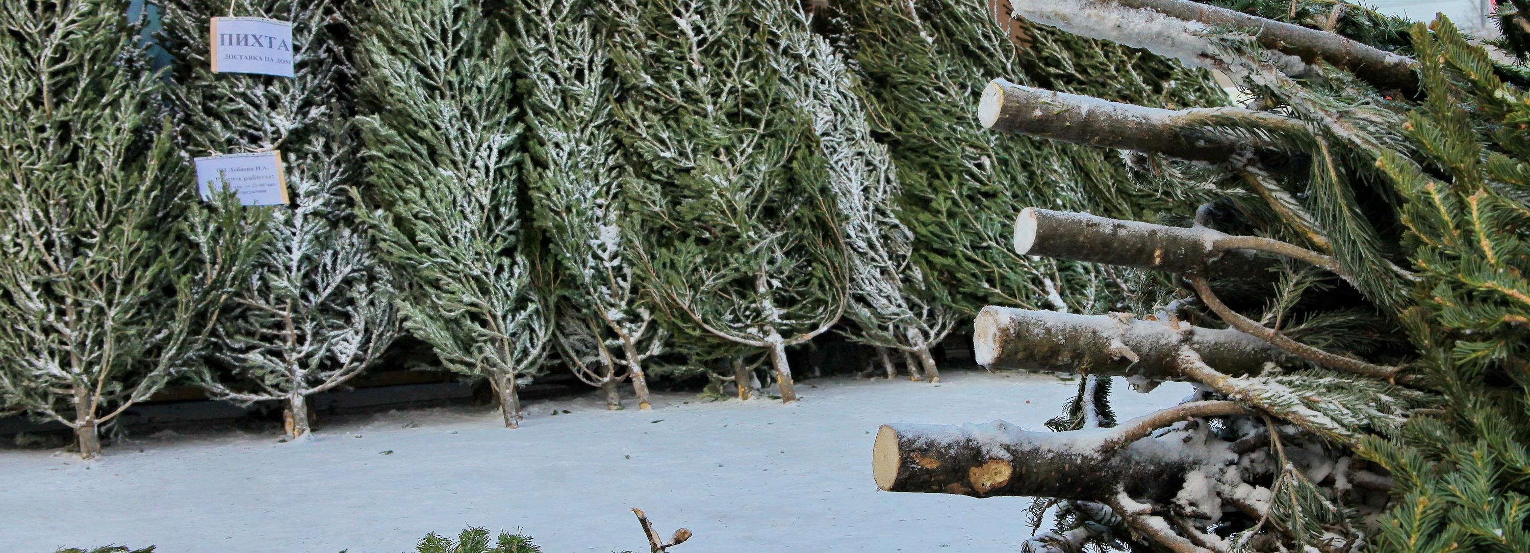 Новосибирцы недовольны ценами на новогодние ёлки