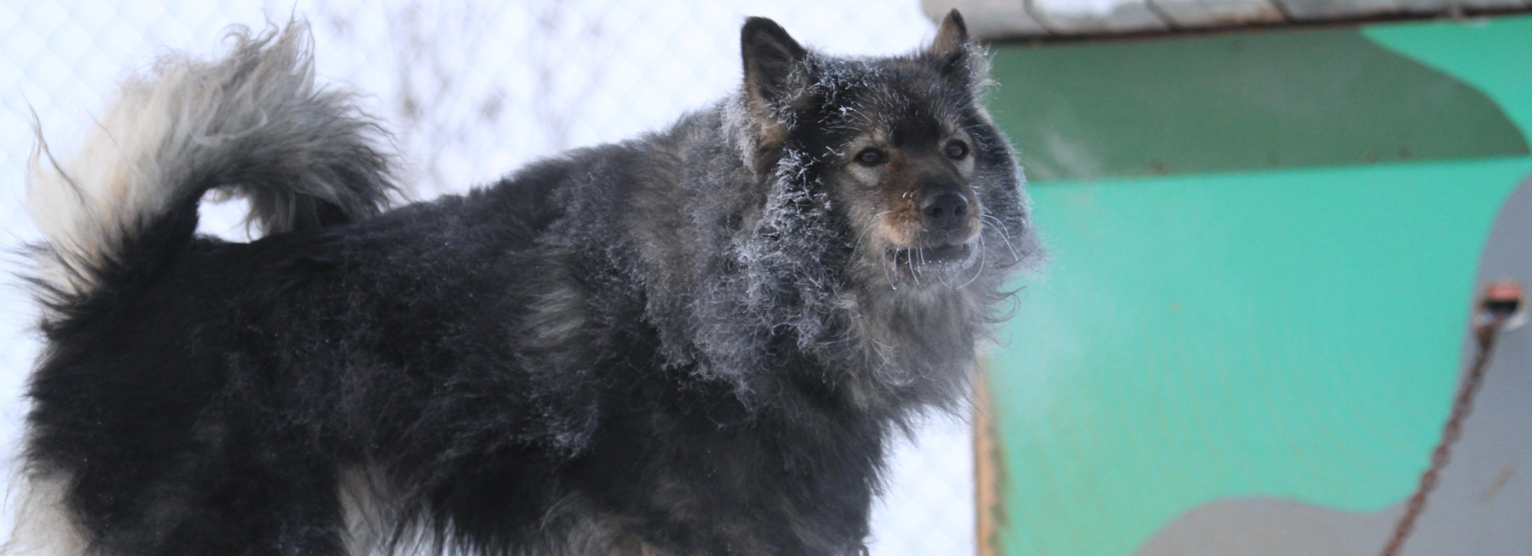 Стая одичавших собак держит в страхе жителей Шлюза в Новосибирске